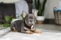 Brooklyn, a female French Bulldog for sale in Millersburg, OH – Photo 3 of 7