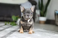 Brooklyn, a female French Bulldog for sale in Millersburg, OH – Photo 7 of 7