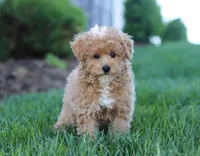 Dottie, a female Poodle - Miniature  for sale in Millersburg, OH – Photo 1 of 5