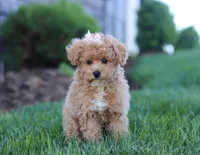 Dottie, a female Poodle - Miniature  for sale in Millersburg, OH – Photo 3 of 5