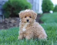 Dottie, a female Poodle - Miniature  for sale in Millersburg, OH – Photo 4 of 5