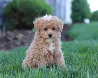 Dottie, a female Poodle - Miniature  for sale in Millersburg, OH – Photo 5 of 5