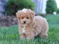 Dottie, a female Poodle - Miniature  for sale in Millersburg, OH – Photo 2 of 5