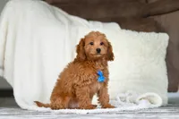 Blake, a male Cavapoo for sale in Millersburg, OH – Photo 3 of 6