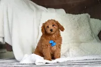 Blake, a male Cavapoo for sale in Millersburg, OH – Photo 6 of 6