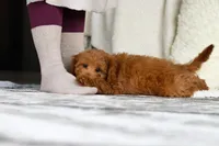 Blake, a male Cavapoo for sale in Millersburg, OH – Photo 4 of 6