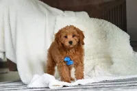 Blake, a male Cavapoo for sale in Millersburg, OH – Photo 5 of 6