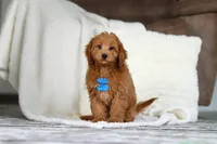 Blake, a male Cavapoo for sale in Millersburg, OH – Photo 1 of 6