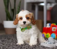 Charlie, a male Cavapoo for sale in Millersburg, OH – Photo 1 of 5