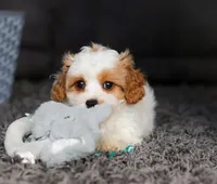 Charlie, a male Cavapoo for sale in Millersburg, OH – Photo 2 of 5