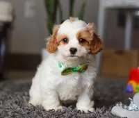 Charlie, a male Cavapoo for sale in Millersburg, OH – Photo 4 of 5