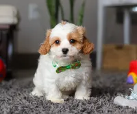 Charlie, a male Cavapoo for sale in Millersburg, OH – Photo 3 of 5