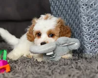 Charlie, a male Cavapoo for sale in Millersburg, OH – Photo 5 of 5