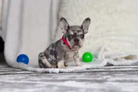 Fern, a female French Bulldog for sale in Millersburg, OH – Photo 3 of 4