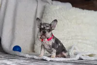 Fern, a female French Bulldog for sale in Millersburg, OH – Photo 4 of 4