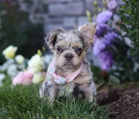 Reba, a female French Bulldog for sale in Millersburg, OH – Photo 3 of 5