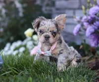 Reba, a female French Bulldog for sale in Millersburg, OH – Photo 4 of 5