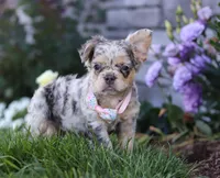 Reba, a female French Bulldog for sale in Millersburg, OH – Photo 5 of 5