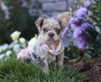 Reba, a female French Bulldog for sale in Millersburg, OH – Photo 1 of 5