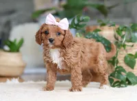 Kylie, a female Cavapoo for sale in Millersburg, OH – Photo 4 of 5