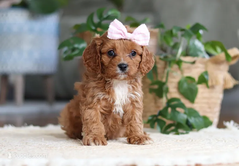 Kylie, a female Cavapoo for sale in Millersburg, OH – Photo 1 of 5