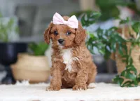 Kylie, a female Cavapoo for sale in Millersburg, OH – Photo 3 of 5