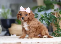 Kylie, a female Cavapoo for sale in Millersburg, OH – Photo 2 of 5