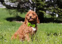 Loki, a male Cavapoo for sale in Millersburg, OH – Photo 3 of 5