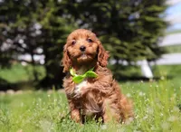 Loki, a male Cavapoo for sale in Millersburg, OH – Photo 5 of 5