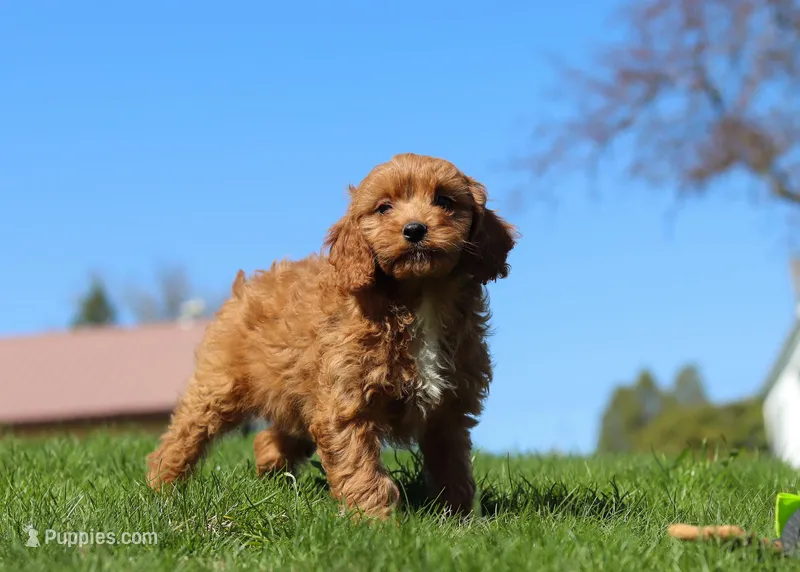 Loki, a male Cavapoo for sale in Millersburg, OH – Photo 1 of 5