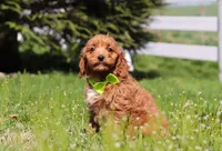 Loki, a male Cavapoo for sale in Millersburg, OH – Photo 2 of 5