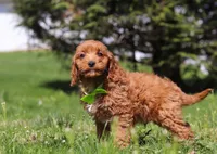 Loki, a male Cavapoo for sale in Millersburg, OH – Photo 4 of 5