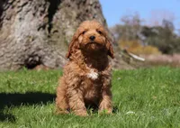 Nolan, a male Cavapoo for sale in Millersburg, OH – Photo 3 of 5