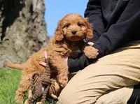 Nolan, a male Cavapoo for sale in Millersburg, OH – Photo 5 of 5