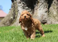 Nolan, a male Cavapoo for sale in Millersburg, OH – Photo 2 of 5