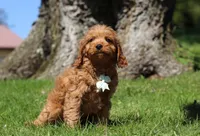 Nolan, a male Cavapoo for sale in Millersburg, OH – Photo 4 of 5