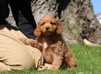 Nolan, a male Cavapoo for sale in Millersburg, OH – Photo 1 of 5