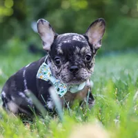 Clyde, a male French Bulldog for sale in Millersburg, OH – Photo 5 of 8