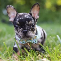 Clyde, a male French Bulldog for sale in Millersburg, OH – Photo 3 of 8