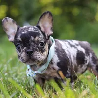 Clyde, a male French Bulldog for sale in Millersburg, OH – Photo 4 of 8