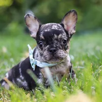 Clyde, a male French Bulldog for sale in Millersburg, OH – Photo 6 of 8