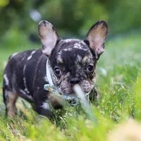 Clyde, a male French Bulldog for sale in Millersburg, OH – Photo 2 of 8