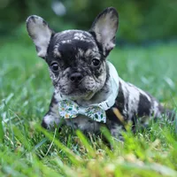 Clyde, a male French Bulldog for sale in Millersburg, OH – Photo 7 of 8