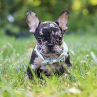 Clyde, a male French Bulldog for sale in Millersburg, OH – Photo 1 of 8