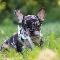 Clyde, a male French Bulldog for sale in Millersburg, OH – Photo 8 of 8