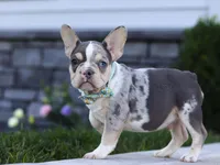 Blake, a male French Bulldog for sale in Millersburg, OH – Photo 2 of 7