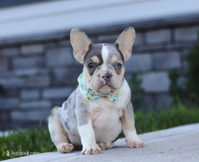 Blake, a male French Bulldog for sale in Millersburg, OH – Photo 1 of 7