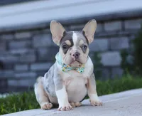 Blake, a male French Bulldog for sale in Millersburg, OH – Photo 1 of 7