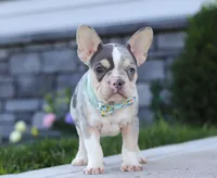 Blake, a male French Bulldog for sale in Millersburg, OH – Photo 3 of 7