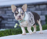 Blake, a male French Bulldog for sale in Millersburg, OH – Photo 5 of 7